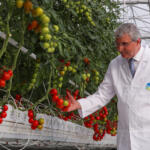 Türkiye'nin en mükemmel serası... Bin 250 ton domates üretilecek!