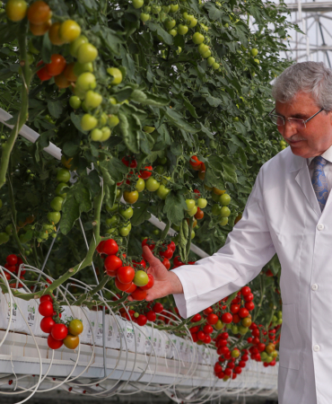 Türkiye'nin en mükemmel serası... Bin 250 ton domates üretilecek!