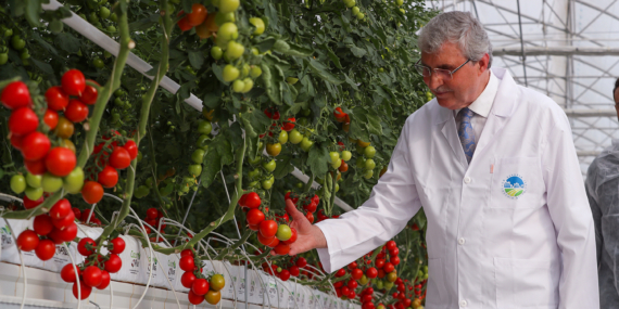 Türkiye'nin en mükemmel serası... Bin 250 ton domates üretilecek!