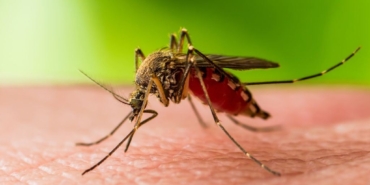 Batı Nil virüsü (West Nile virus)