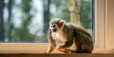 Evcil Maymun Fiyatları ve Türleri